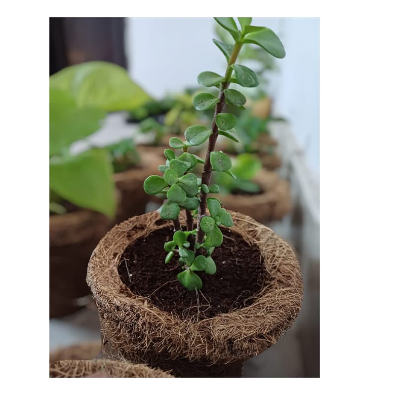DIY Garderning Kit